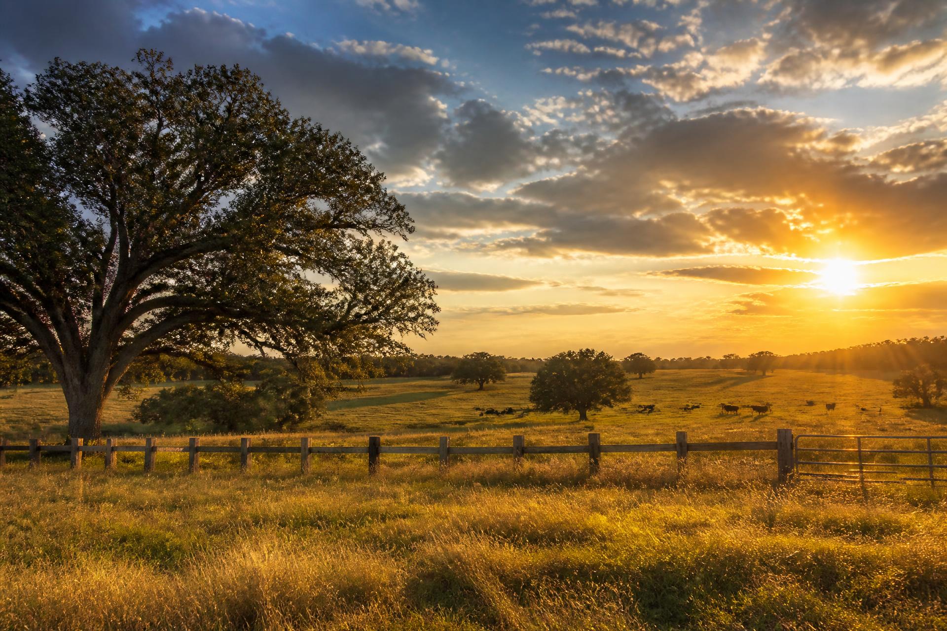 Golden hour over ranch pasture